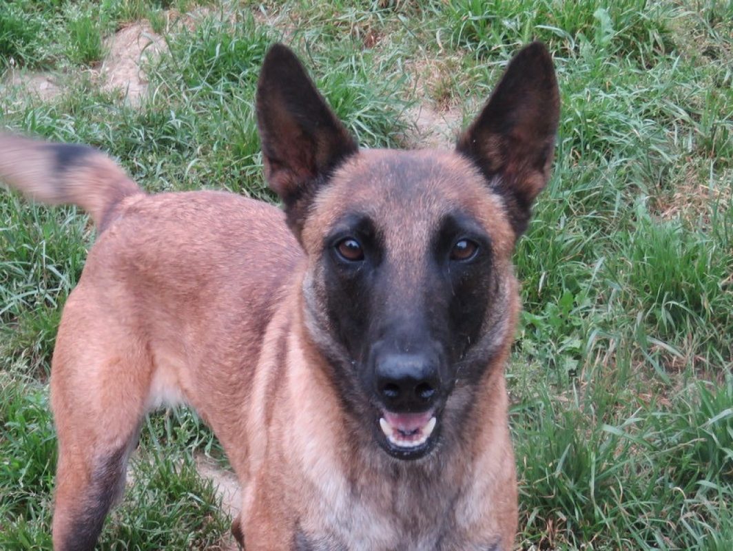 Supra - Chien Berger Belge Malinois à adopter