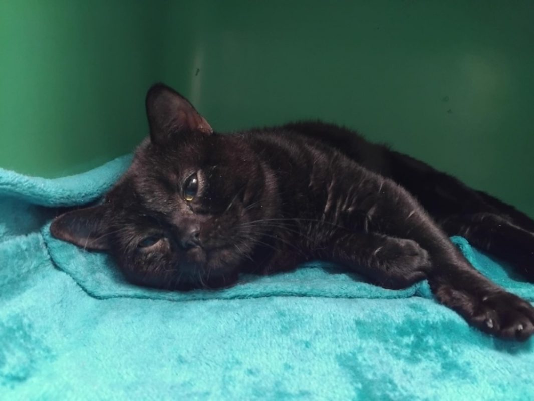 Nira - Chat Européen à adopter