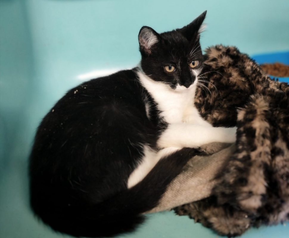 Chatlfred de musset - Chat Européen à adopter