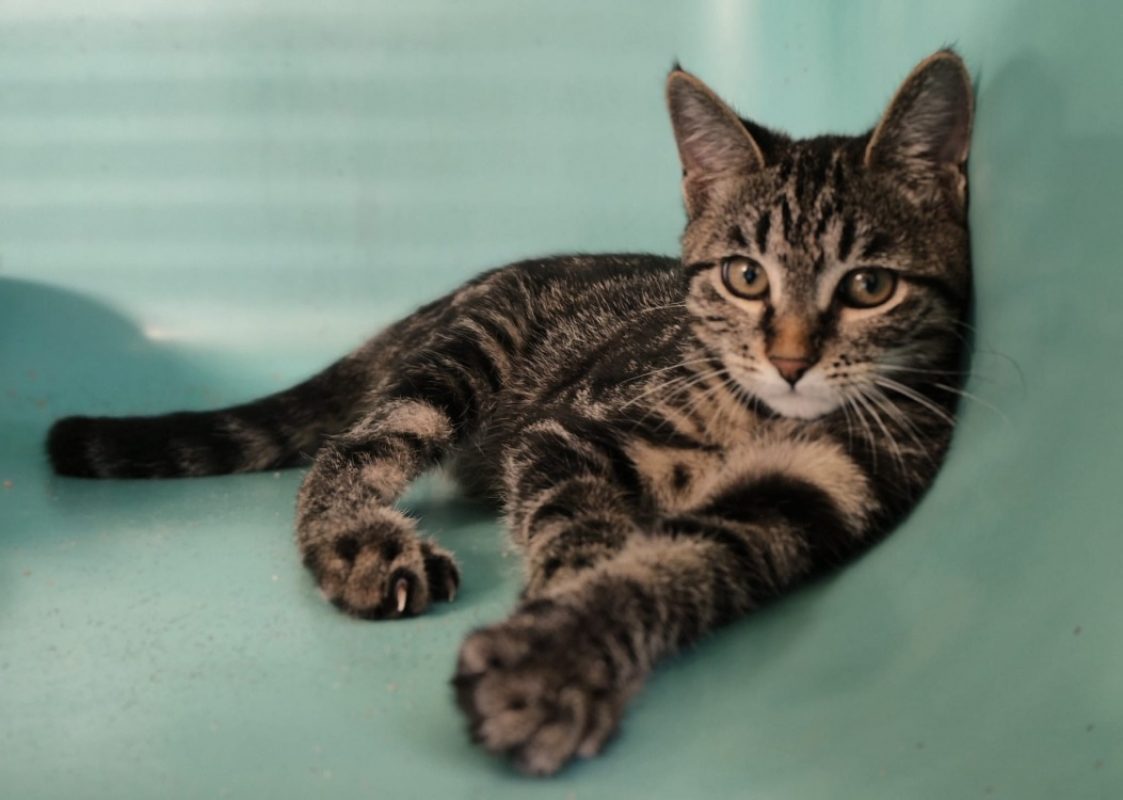 Calciflamme - Chat Européen à adopter