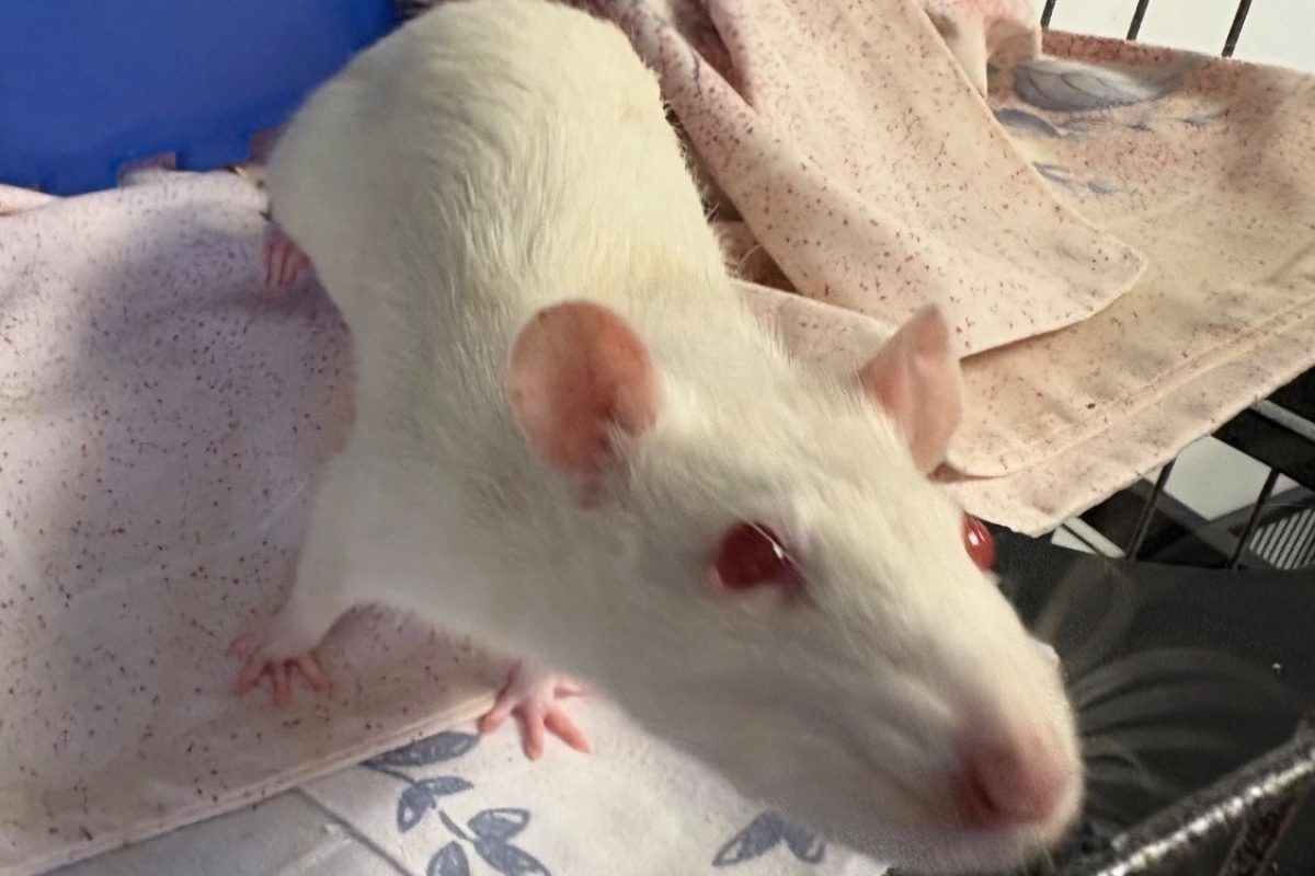 Myrtille - Rongeur Rat à adopter