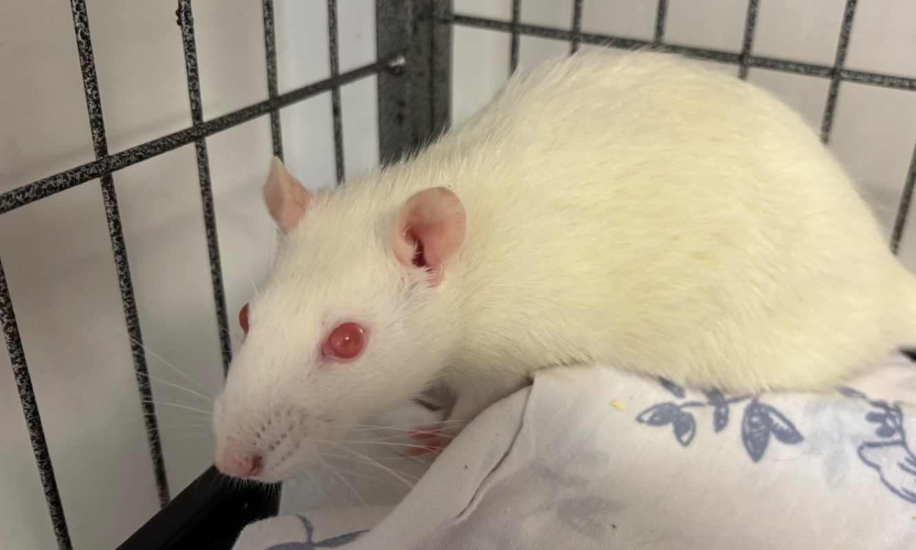 Florence - Rongeur Rat à adopter