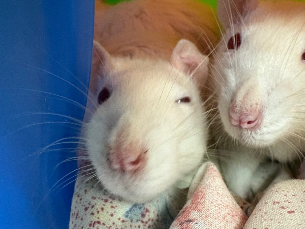 Framboise - Rongeur Rat à adopter