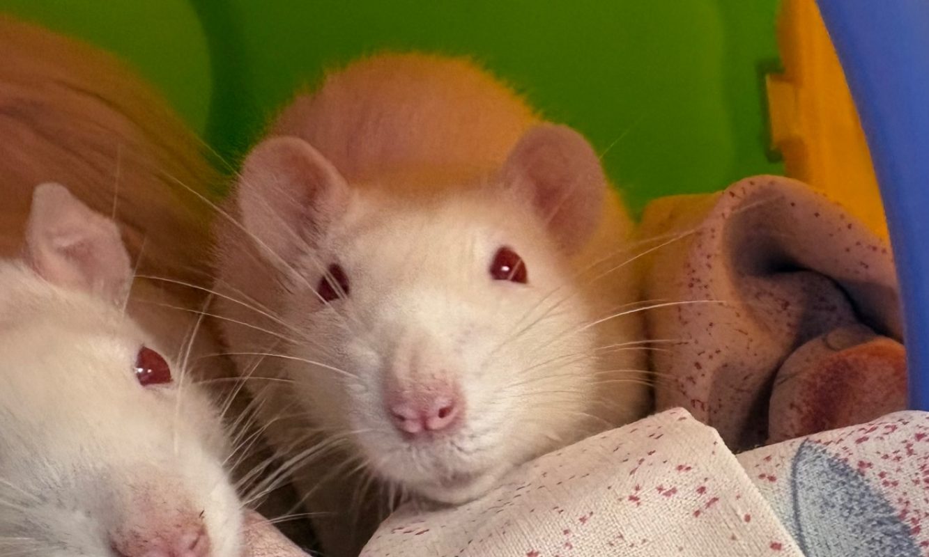Arlette - Rongeur Rat à adopter