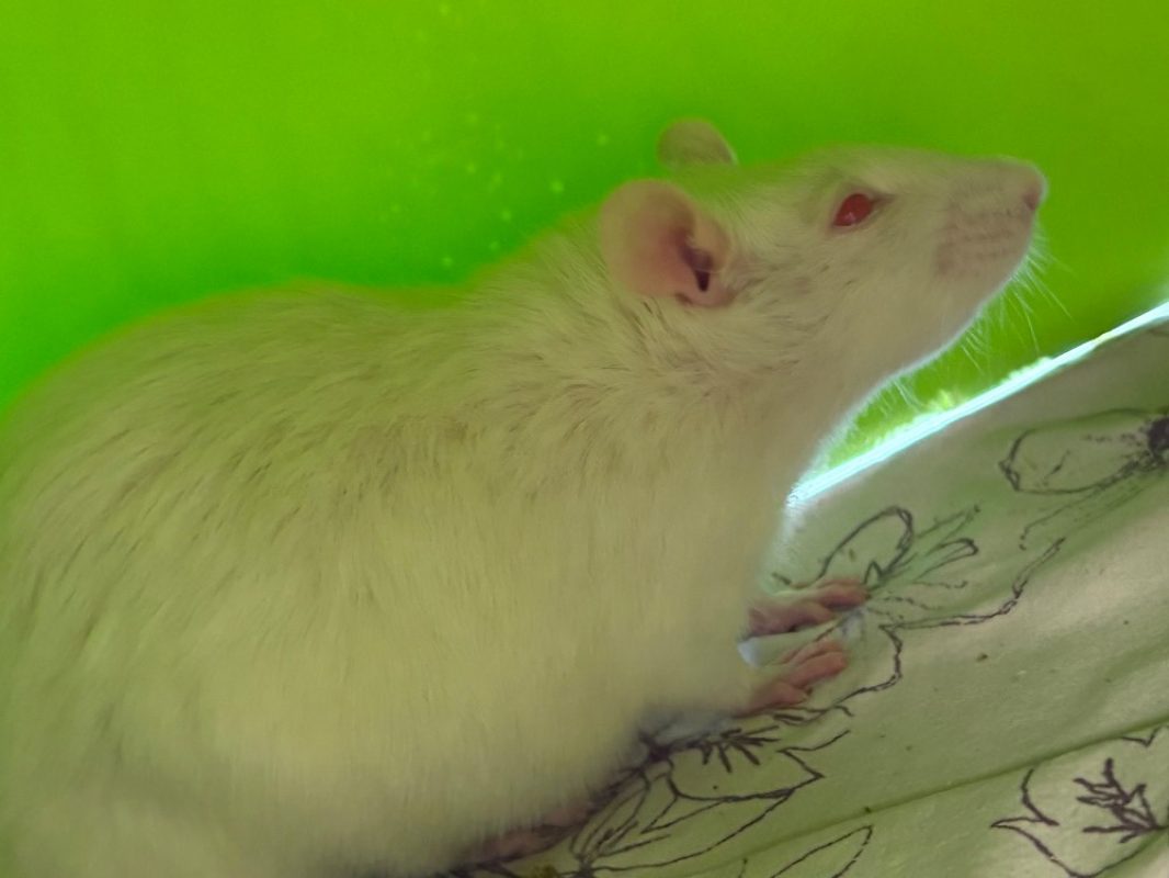 Louise - Rongeur Rat à adopter
