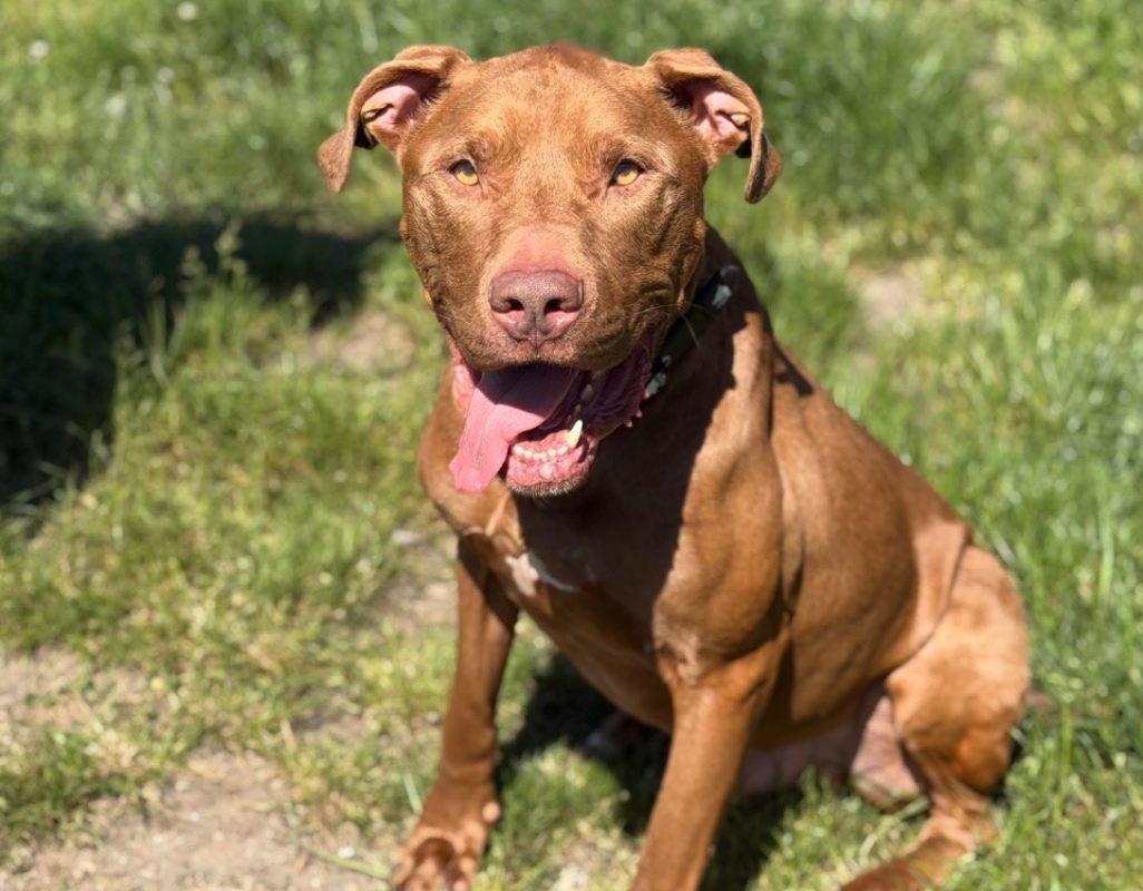 Ramsès - Chien à adopter