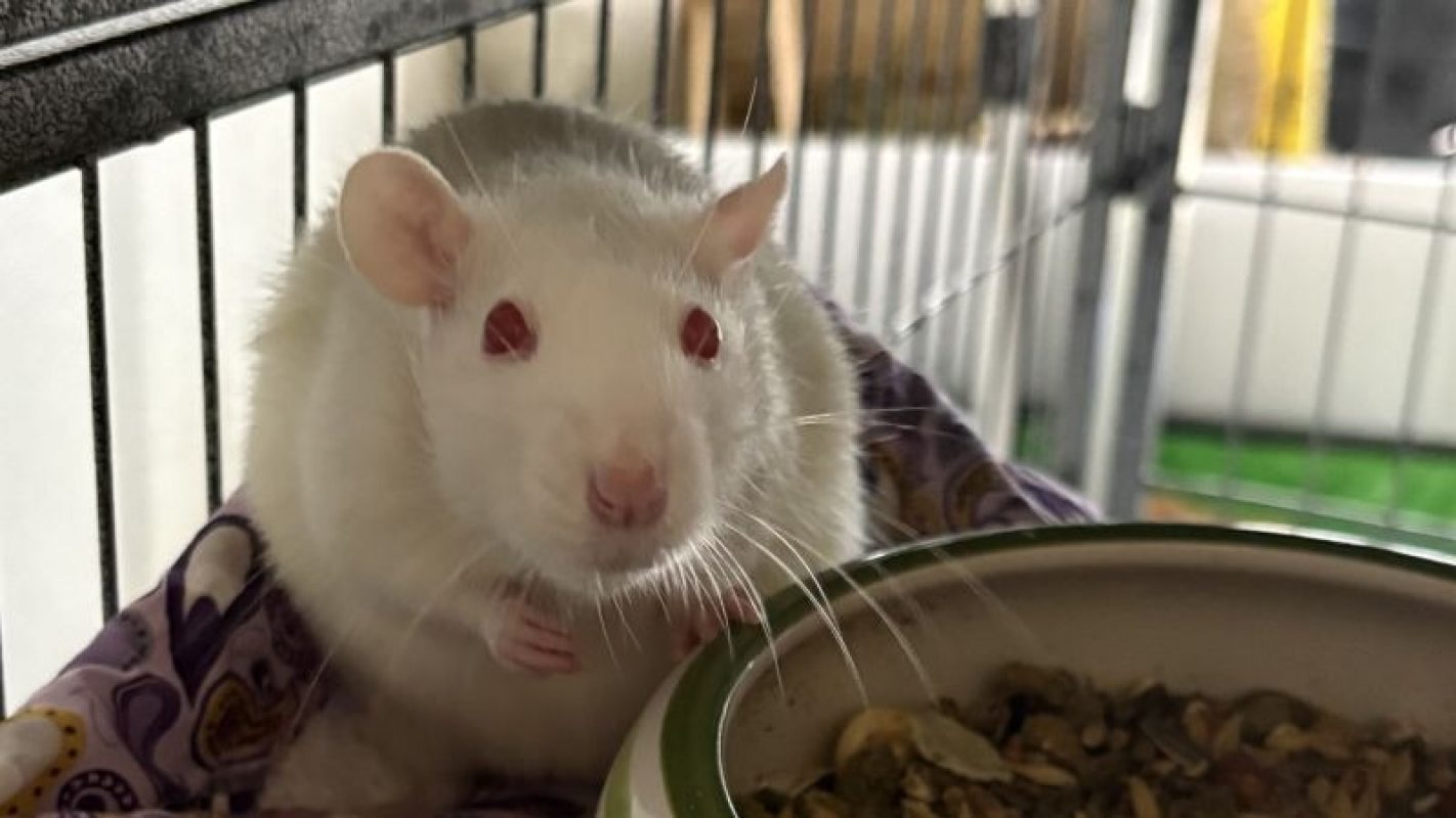 Julie - Rongeur Rat à adopter