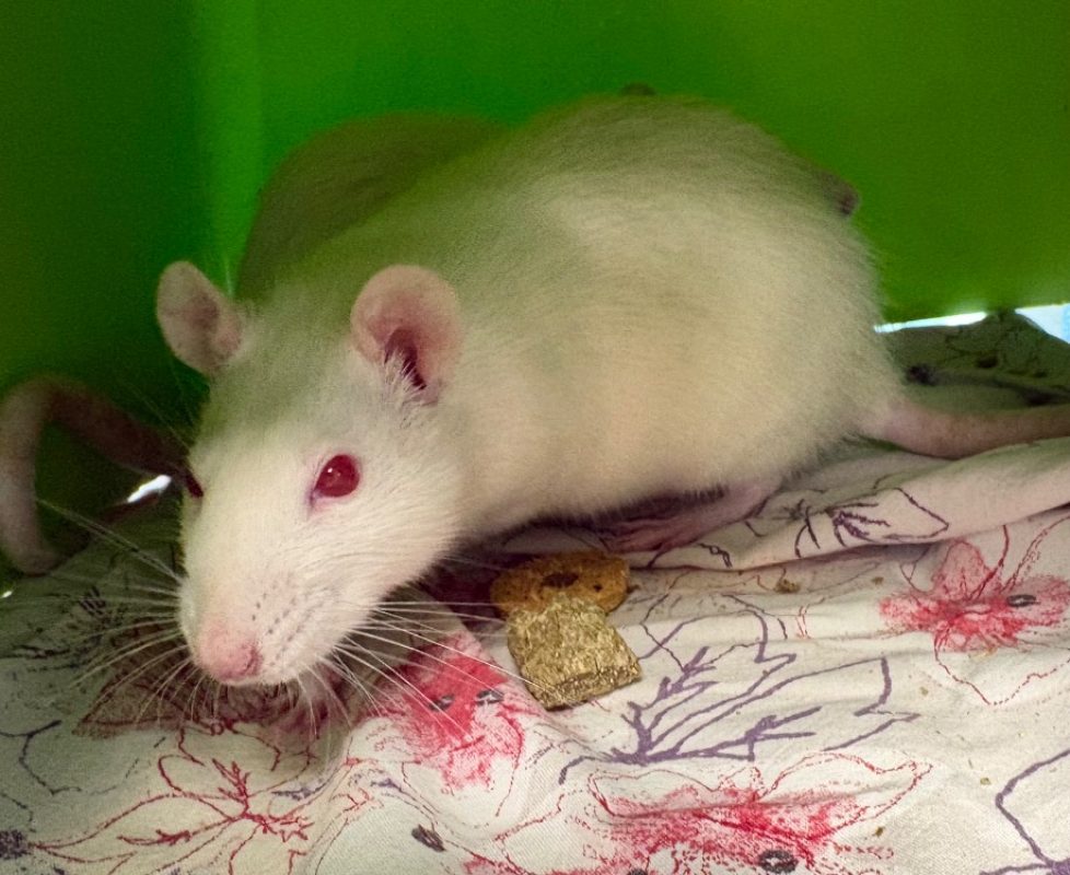 Julie - Rongeur Rat à adopter