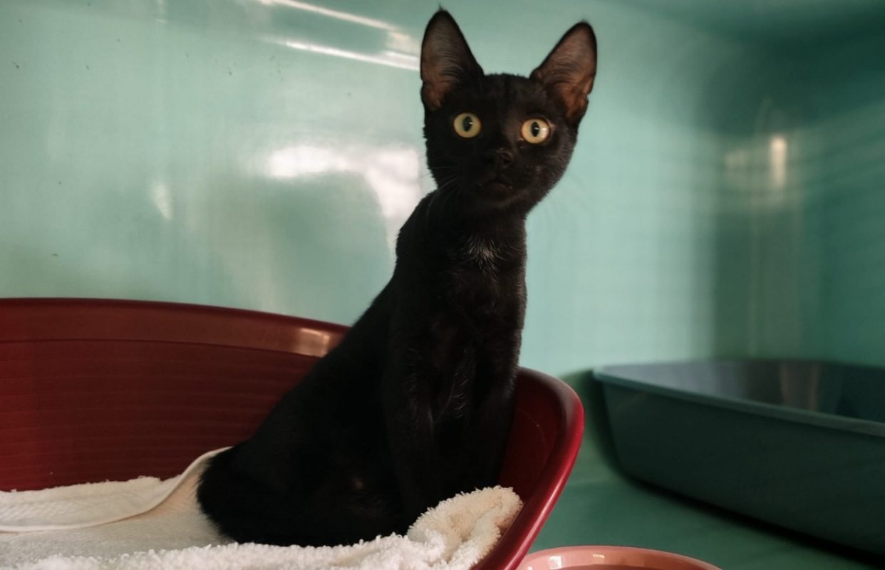 Bianca - Chat Européen à adopter
