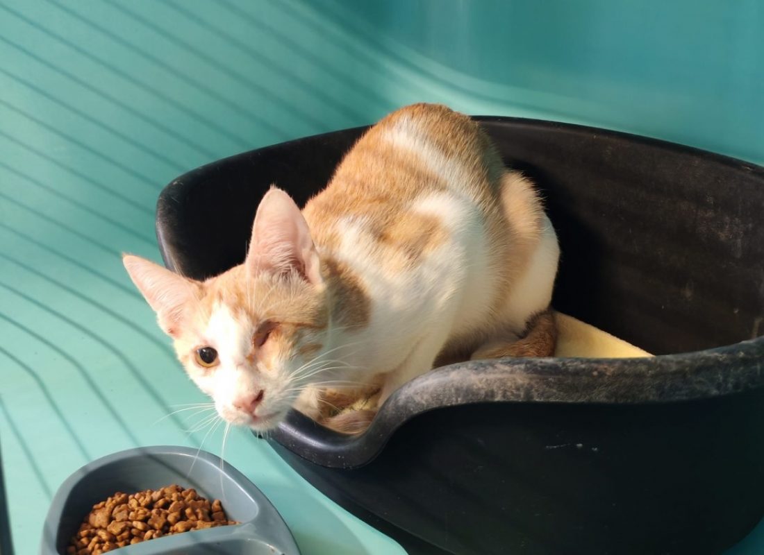 Azalee - Chat Européen à adopter