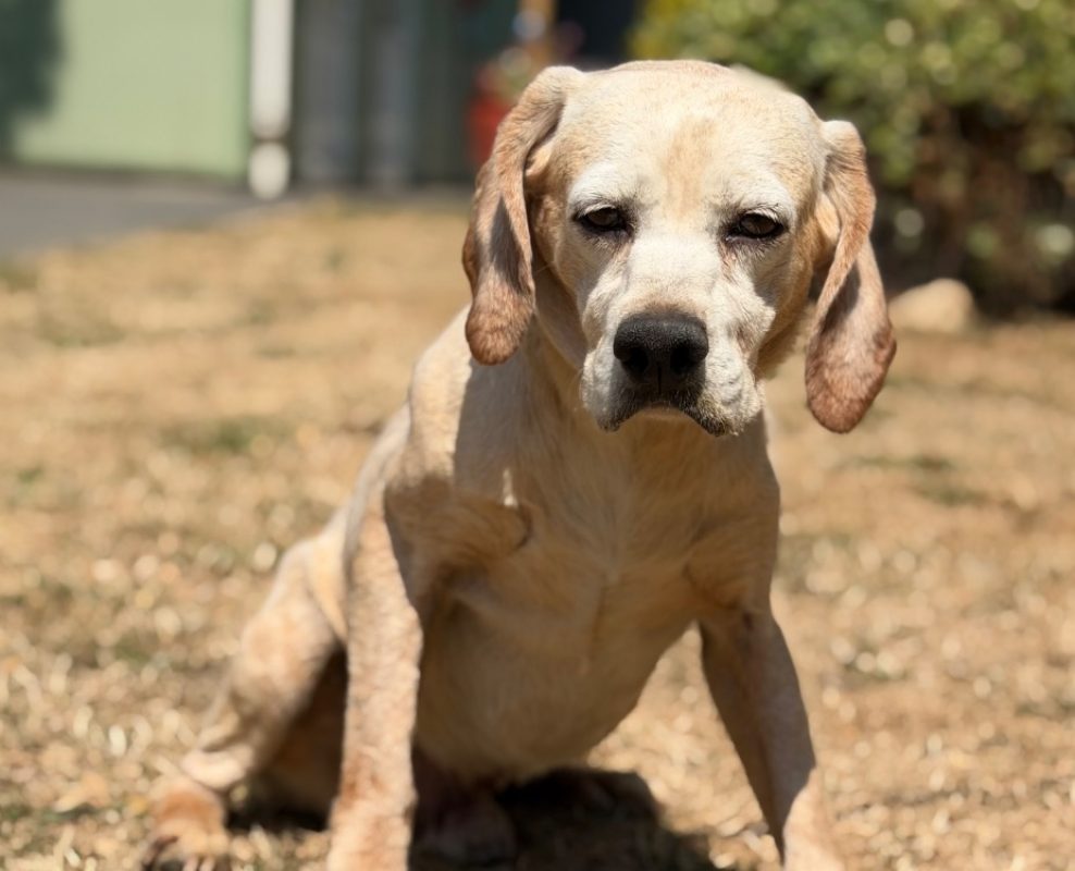 Baiko - Chien à adopter