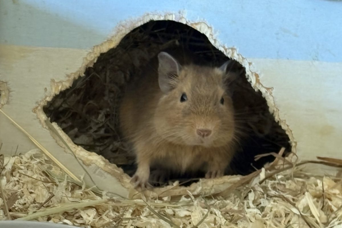 Prada - Rongeur Gerbille à adopter