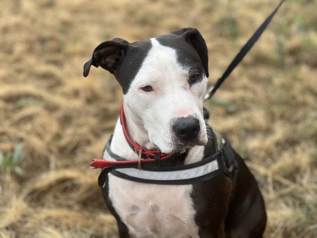Boga - Chien à adopter
