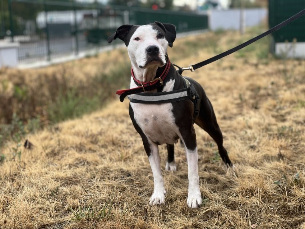 Boga - Chien à adopter - photo 2