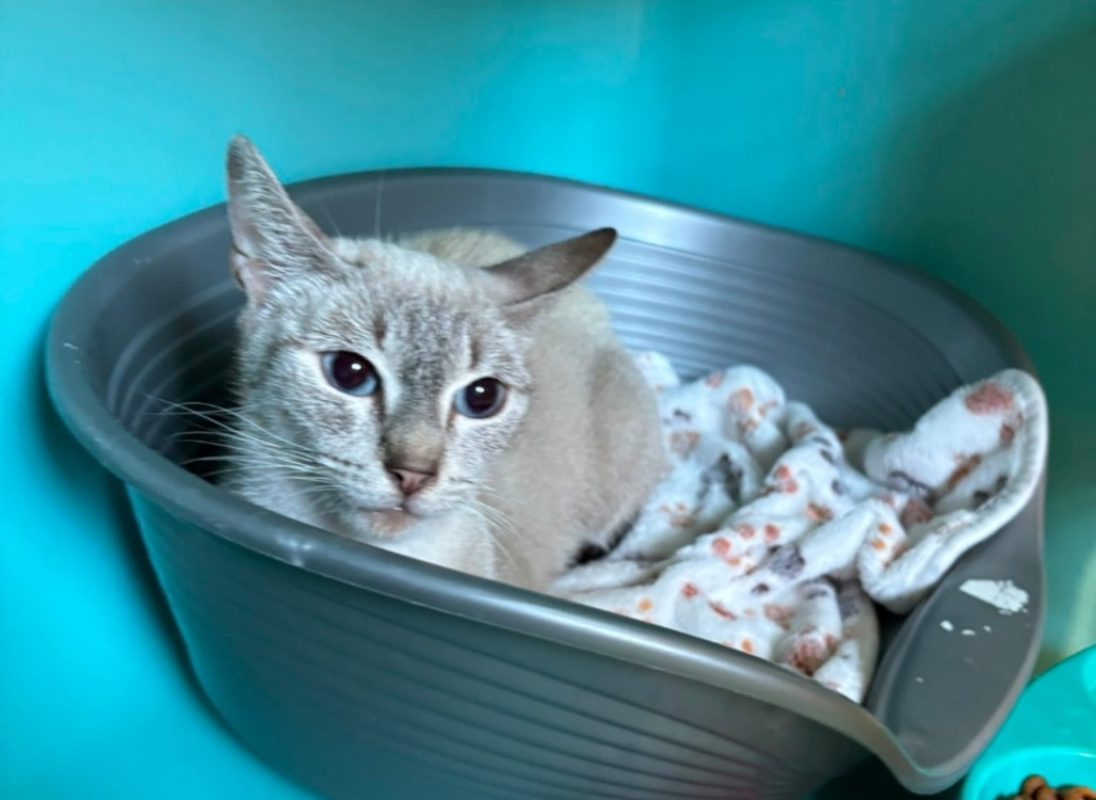 Tinda - Chat Siamois à adopter