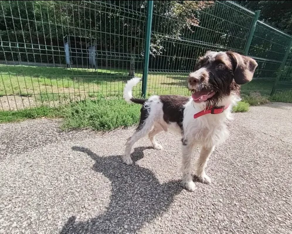 Cody - Chien Briquet Griffon Vendéen à adopter