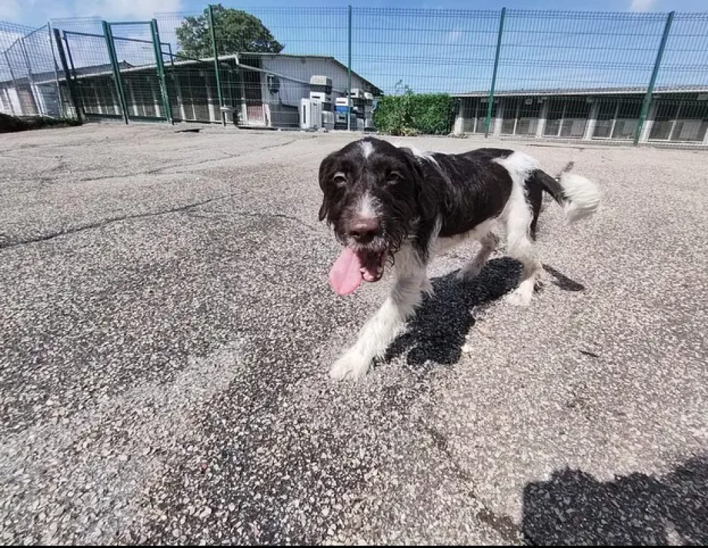 Cody - Chien Briquet Griffon Vendéen à adopter - photo 3