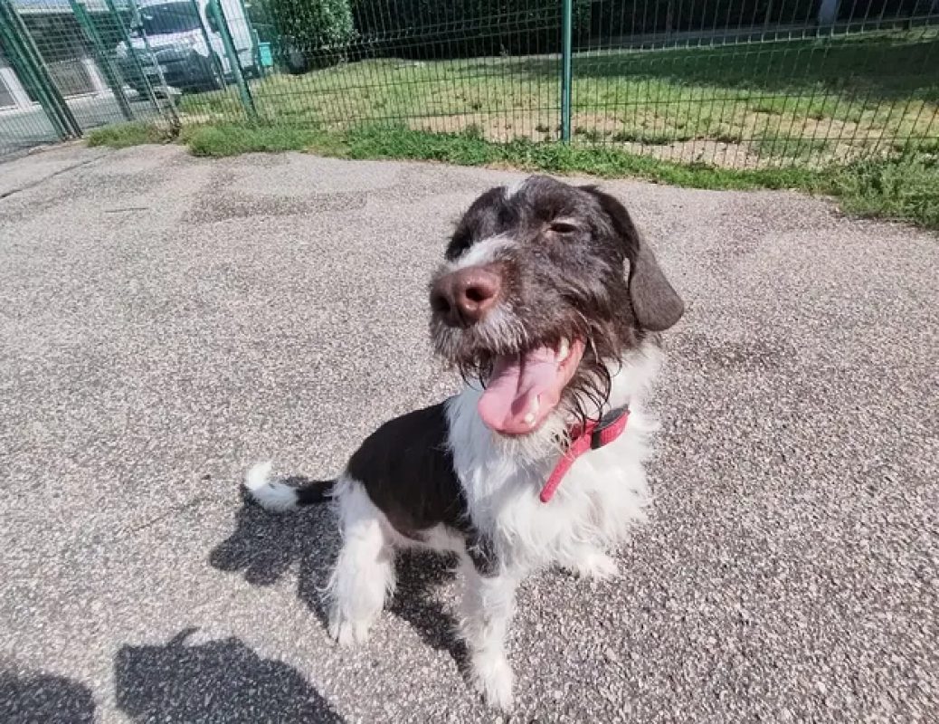 Cody - Chien Briquet Griffon Vendéen à adopter - photo 4