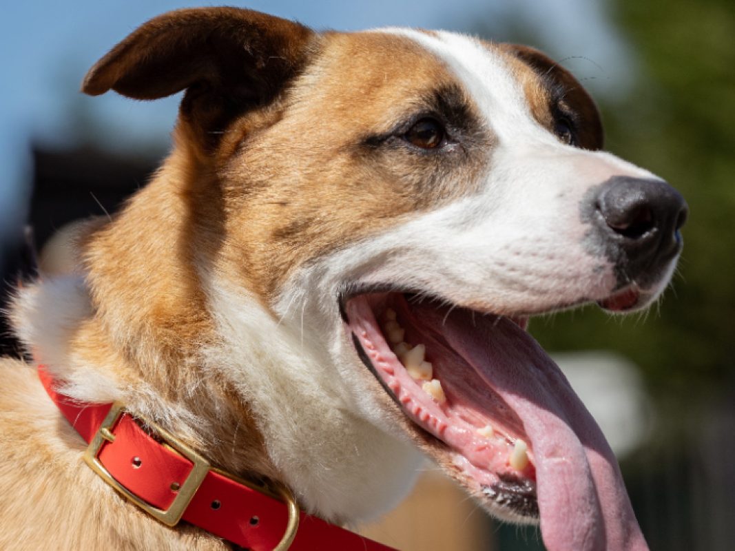 Foxy - Chien à adopter