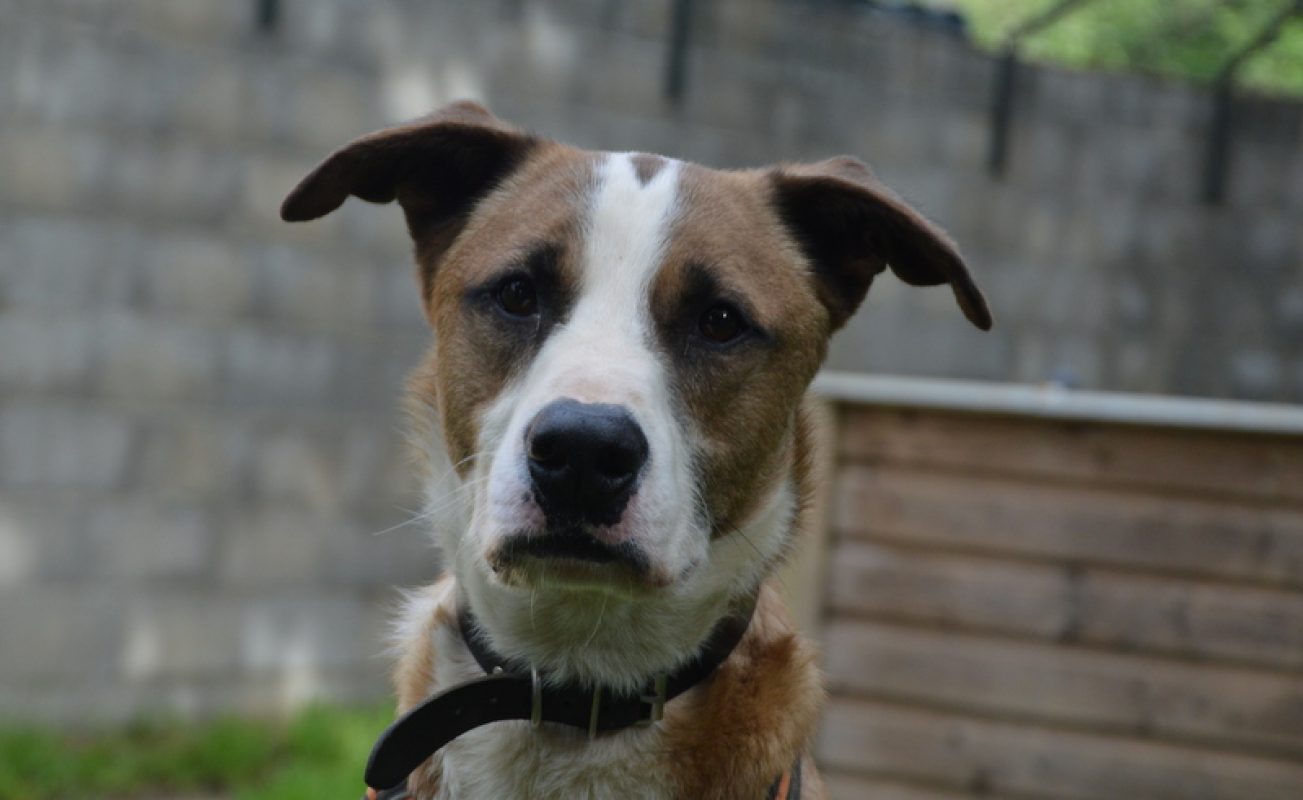 Foxy - Chien à adopter - photo 5