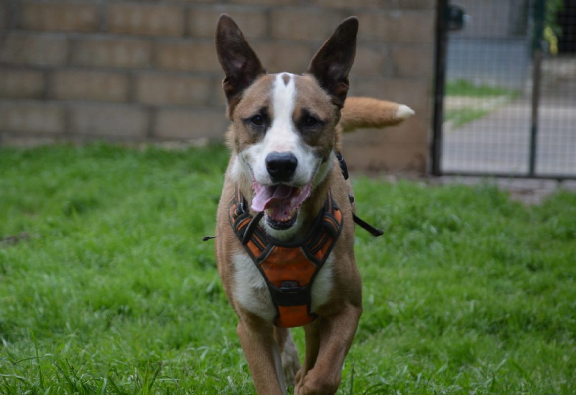 Foxy - Chien à adopter - photo 6