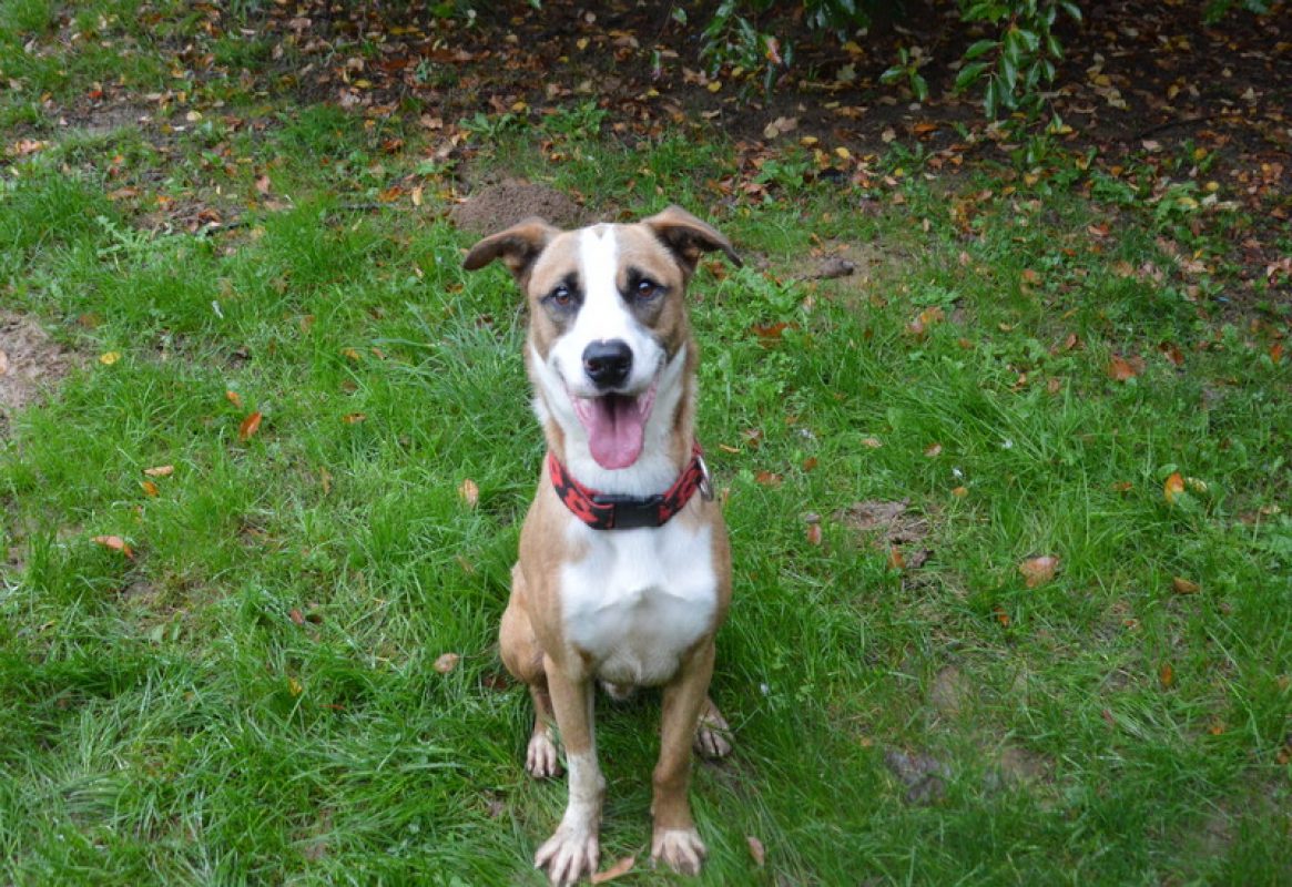 Foxy - Chien à adopter - photo 7