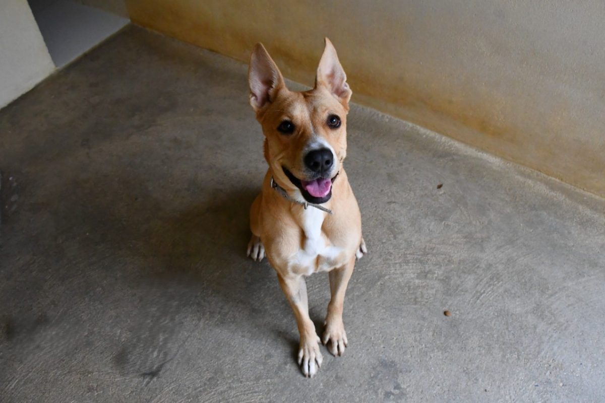 Juliette - Chien Berger à adopter