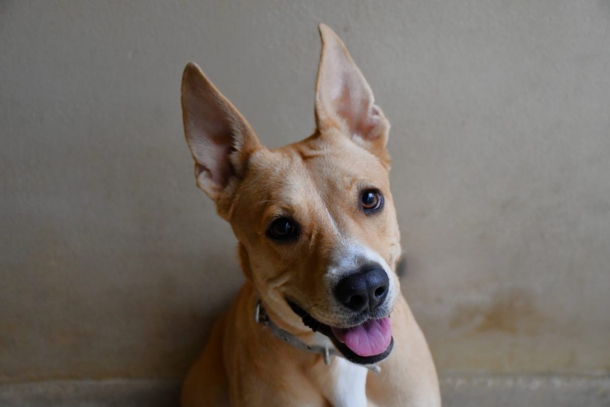 Juliette - Chien Berger à adopter - photo 2