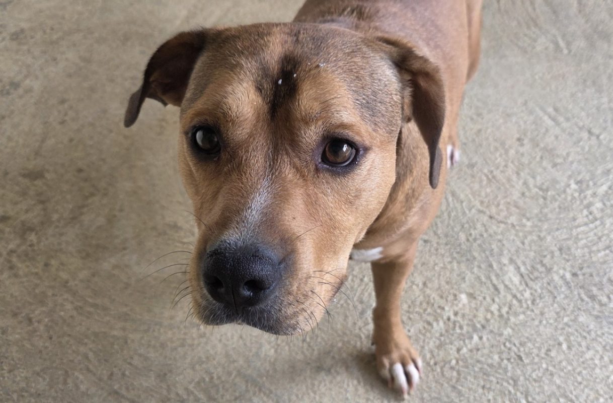 Nemo - Chien Bouledogue Américain à adopter