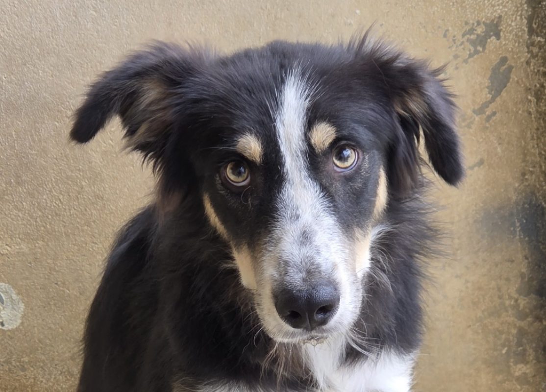 Sam - Chien Border Collie à adopter