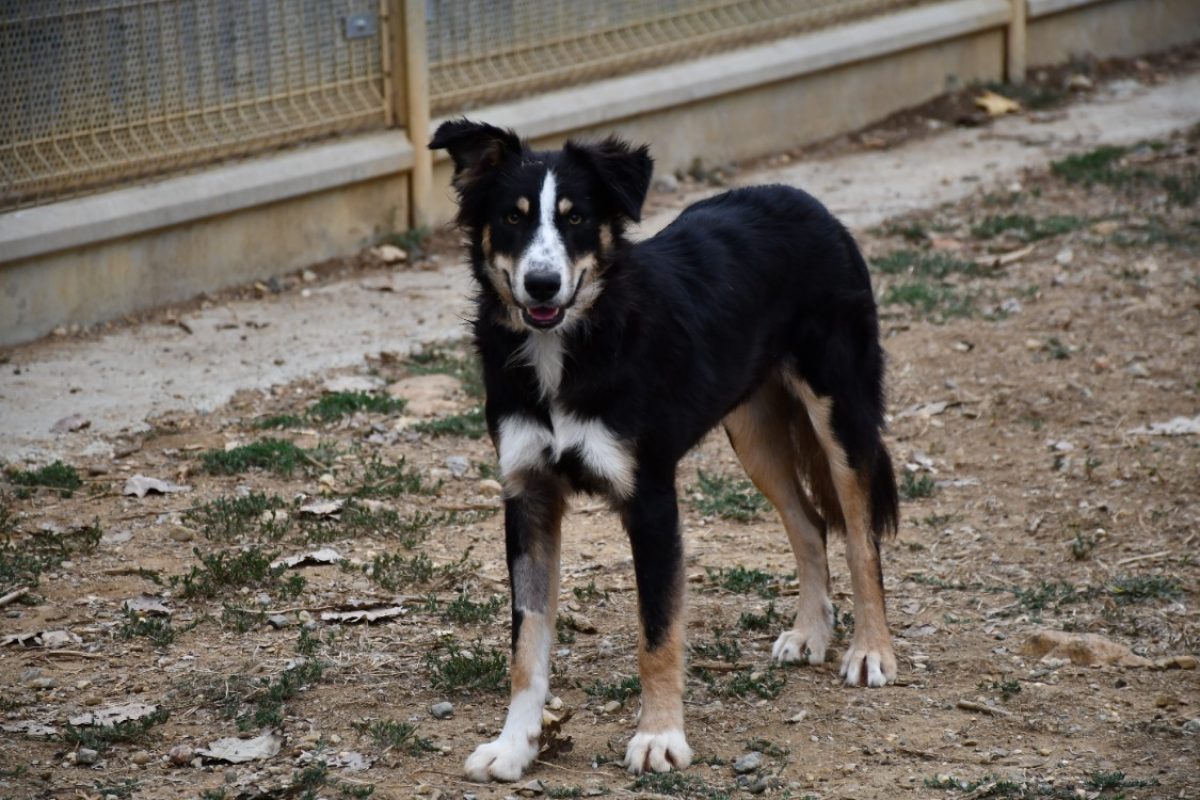 Sam - Chien Border Collie à adopter