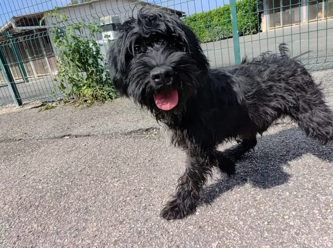 Leyko - Chien Briquet Griffon Vendéen à adopter