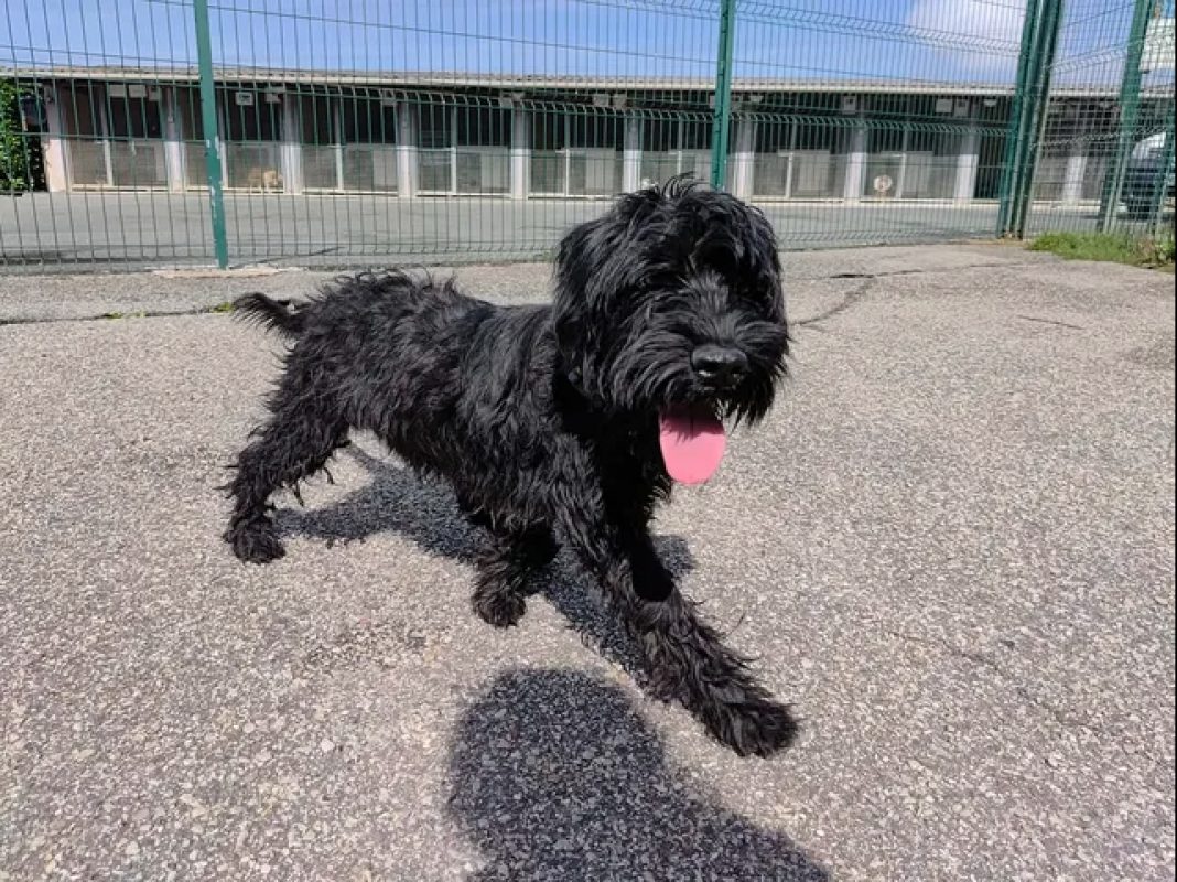 Leyko - Chien Briquet Griffon Vendéen à adopter - photo 2