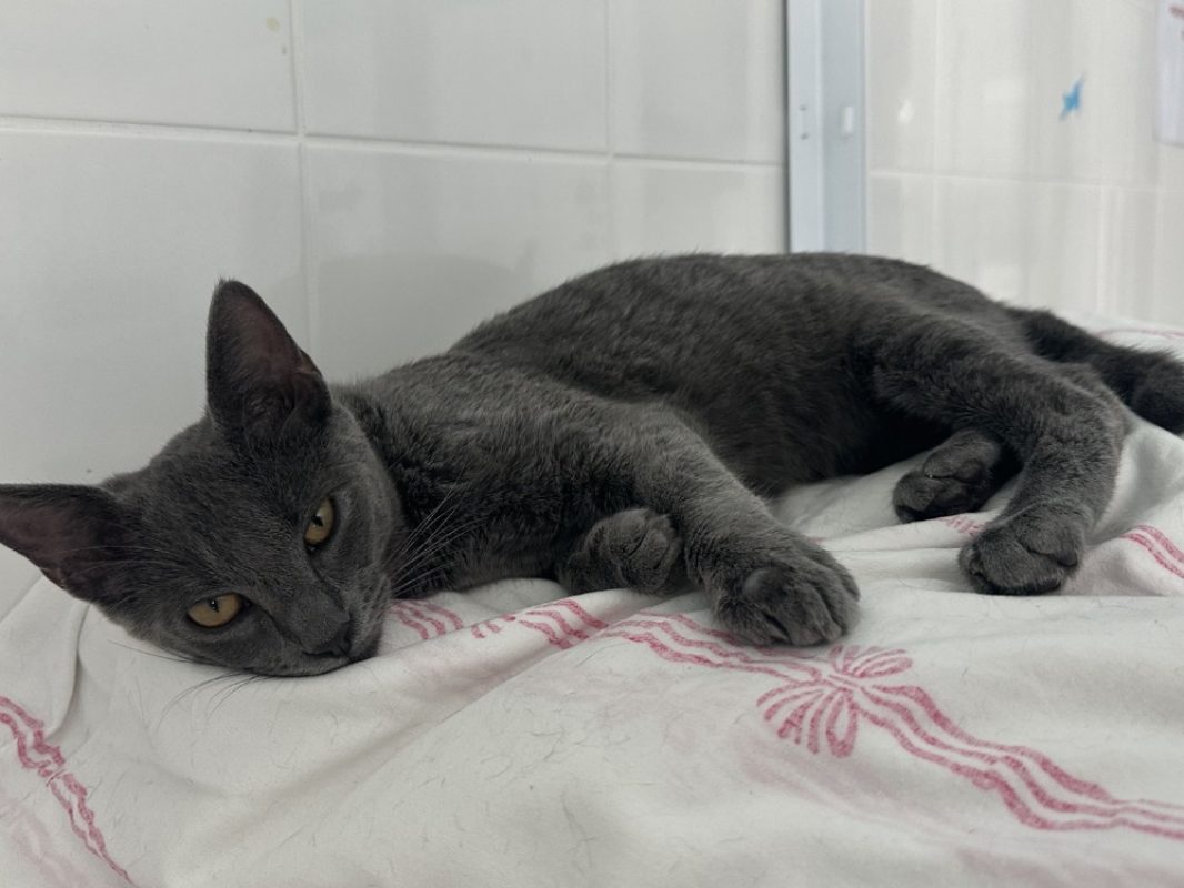 Esra - Chat à adopter