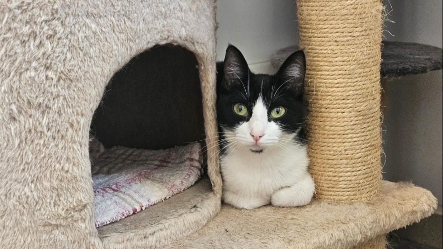 Pim's - Chat Européen à adopter