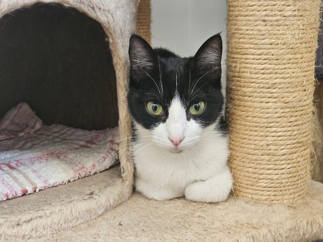 Pim's - Chat Européen à adopter - photo 2