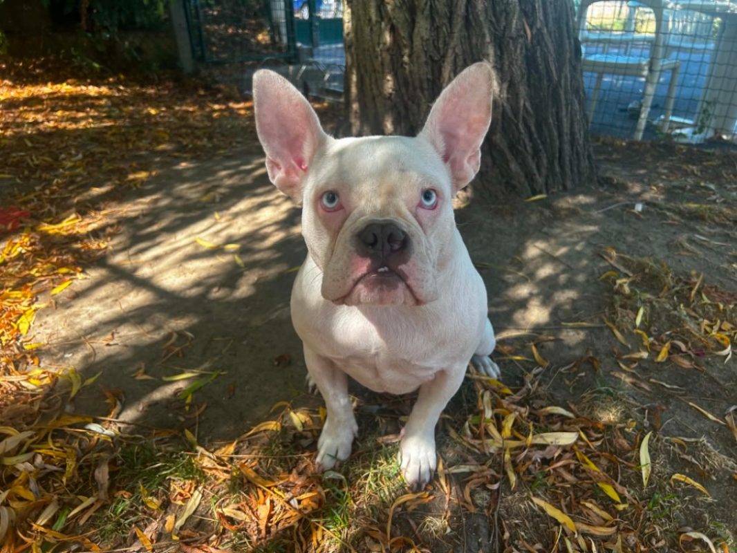 Bidoux - Chien American Bully à adopter
