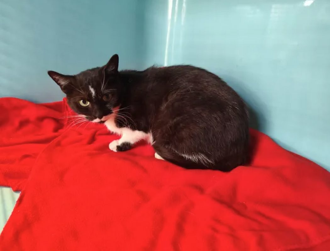 Dominette - Chat Européen à adopter