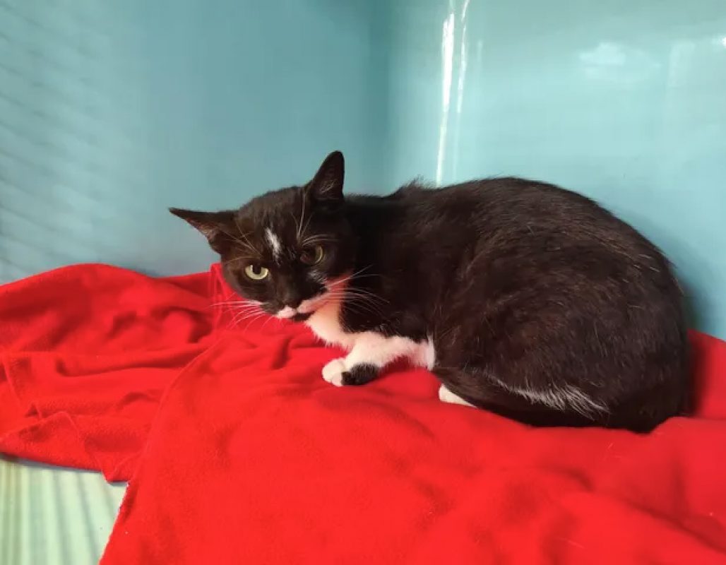 Dominette - Chat Européen à adopter - photo 2