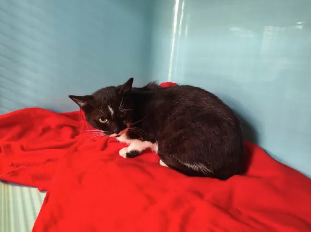 Dominette - Chat Européen à adopter - photo 3