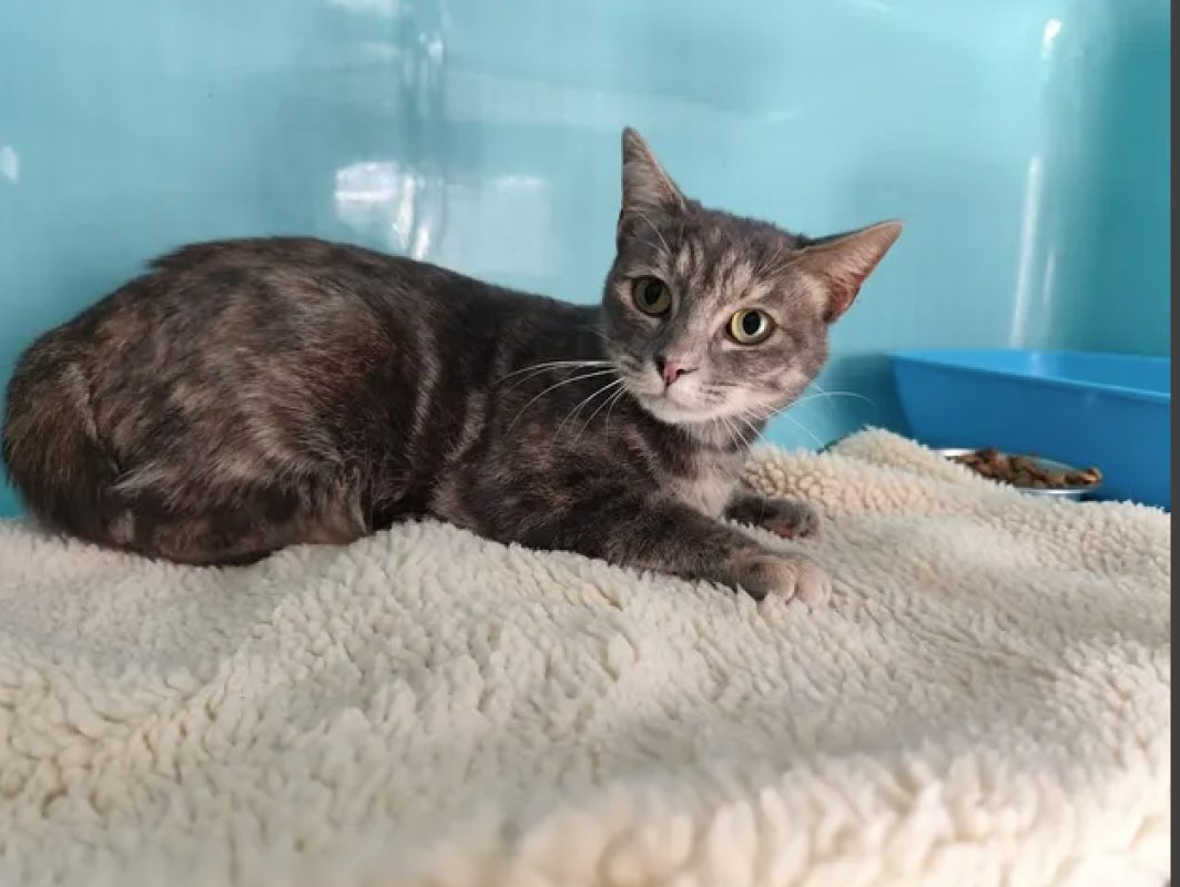 Gaia - Chat Européen à adopter