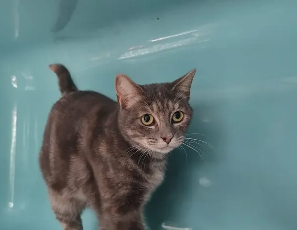 Gaia - Chat Européen à adopter - photo 2
