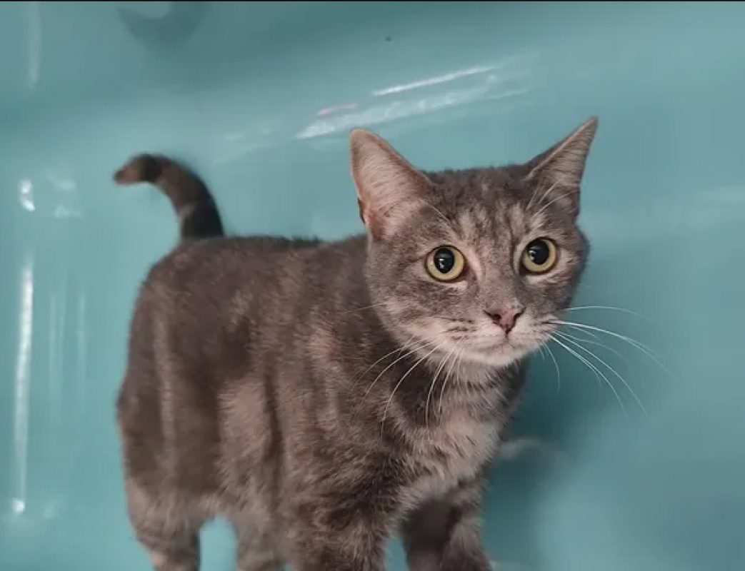 Gaia - Chat Européen à adopter - photo 3