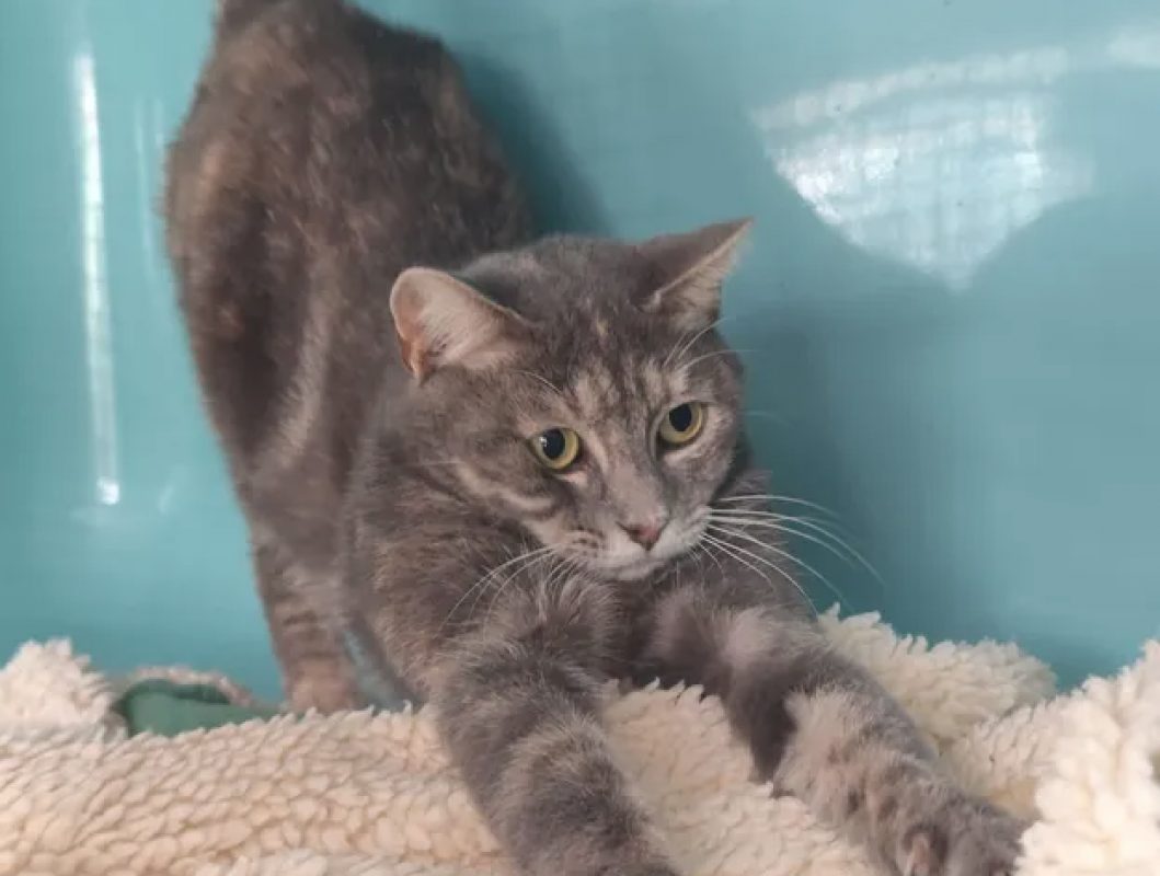 Gaia - Chat Européen à adopter - photo 5
