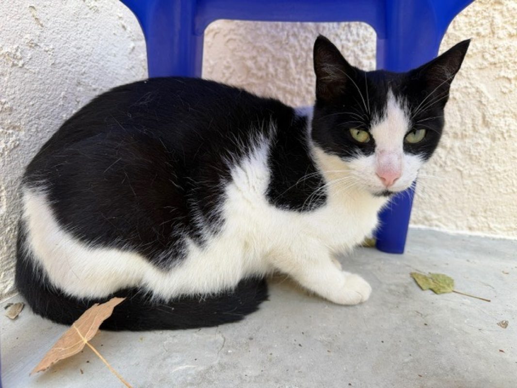 Dalhia - Chat Européen à adopter