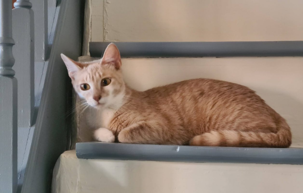 Ancolie - Chat Européen à adopter