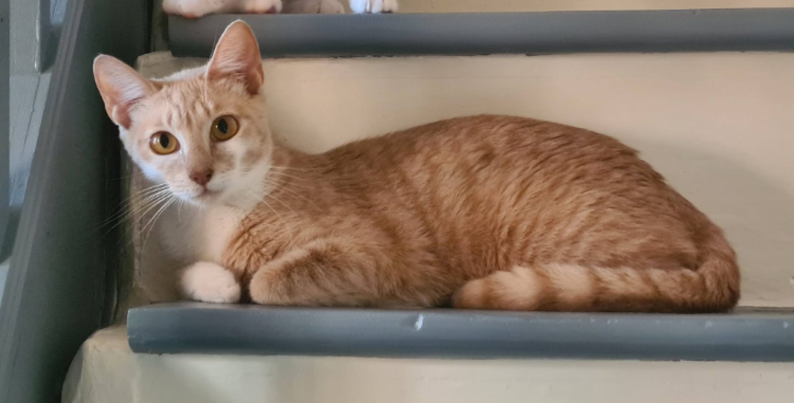 Ancolie - Chat Européen à adopter - photo 2