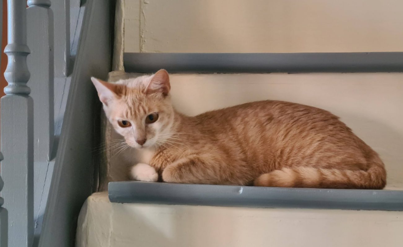 Ancolie - Chat Européen à adopter - photo 3