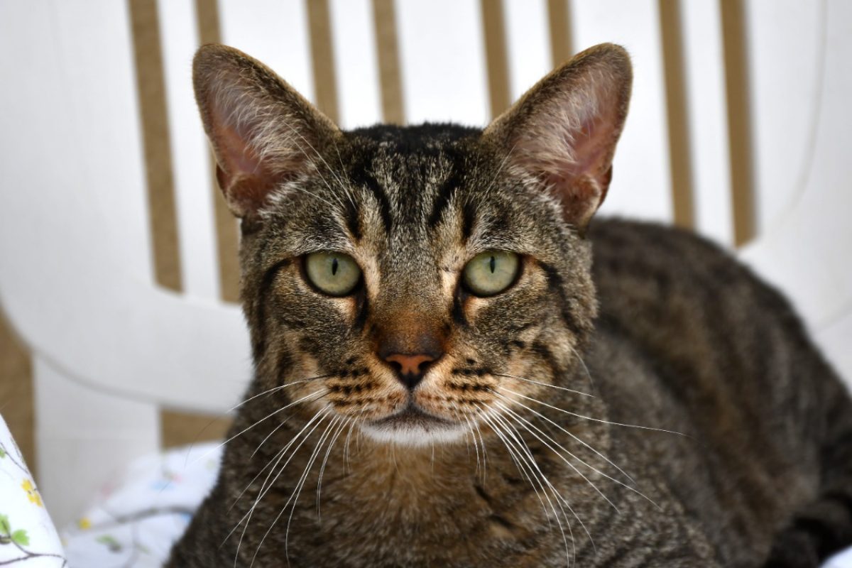 Chaminou - Chat Européen à adopter