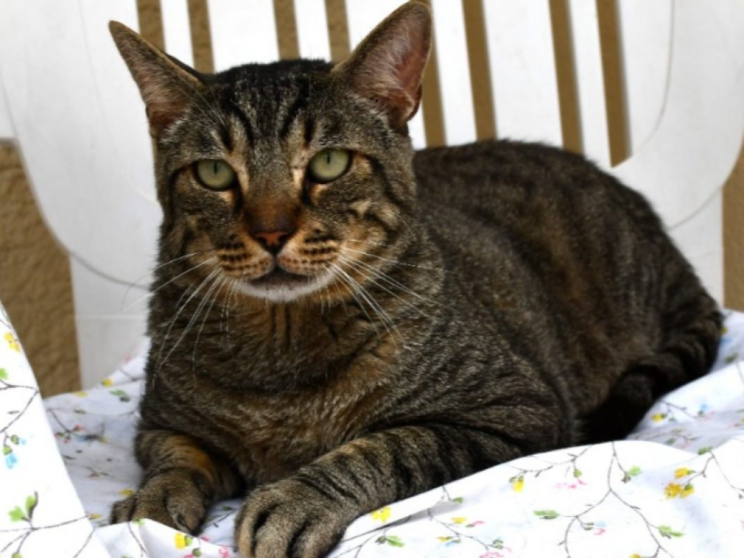 Chaminou - Chat Européen à adopter - photo 2